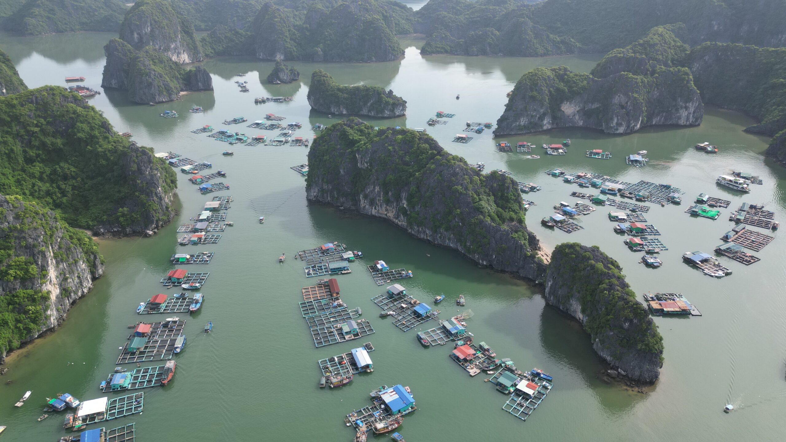 Cai Beo floating fishing village