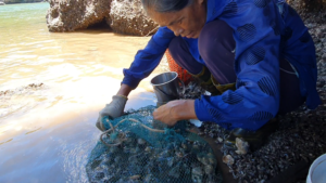 An elderly woman is collecting snails