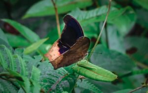 Cat Ba National Park features a high level of biodiversity with various species of plants and animals.